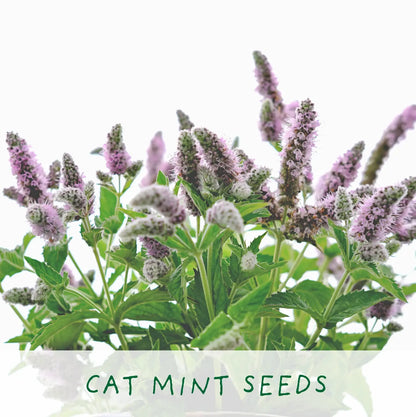 Hairy Pawter Eco Grow Your Own Cat Friendly Kit