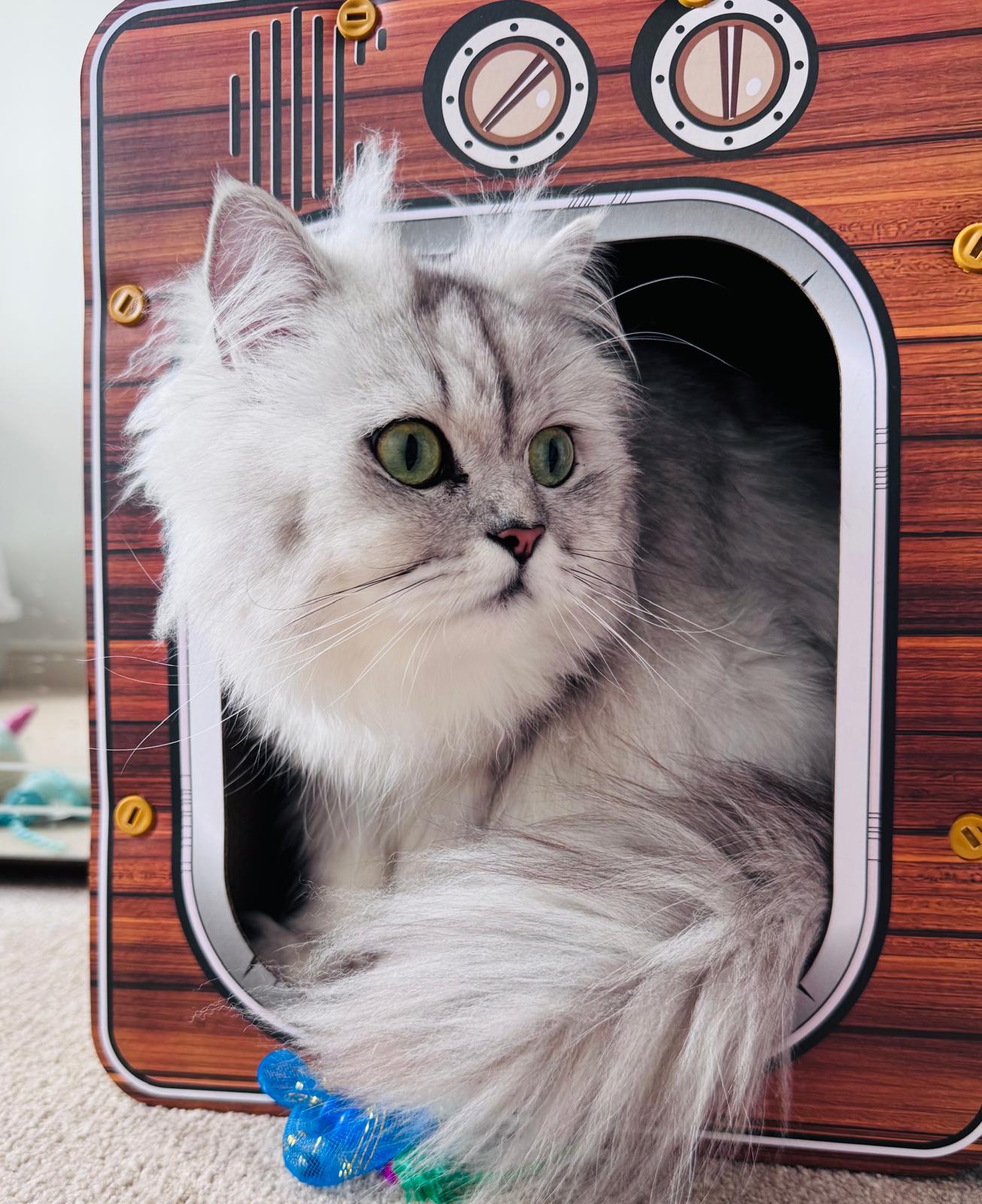 Fun Cat TV Scratching Bed
